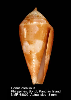 Conus corallinus.jpg - Conus corallinusKiener,1845